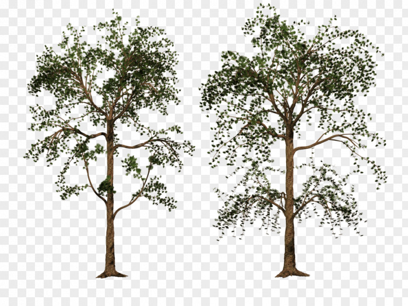 Share Tree Woody Plant Stock Photography Oak PNG