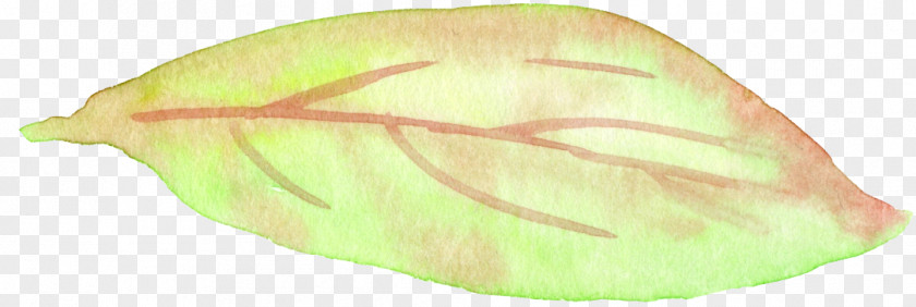 Vegetable Invertebrate Fruit Leaf PNG