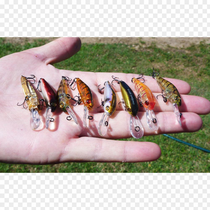 Pontoon Trout Fishing Baits & Lures Сatcher Squalius Cephalus PNG