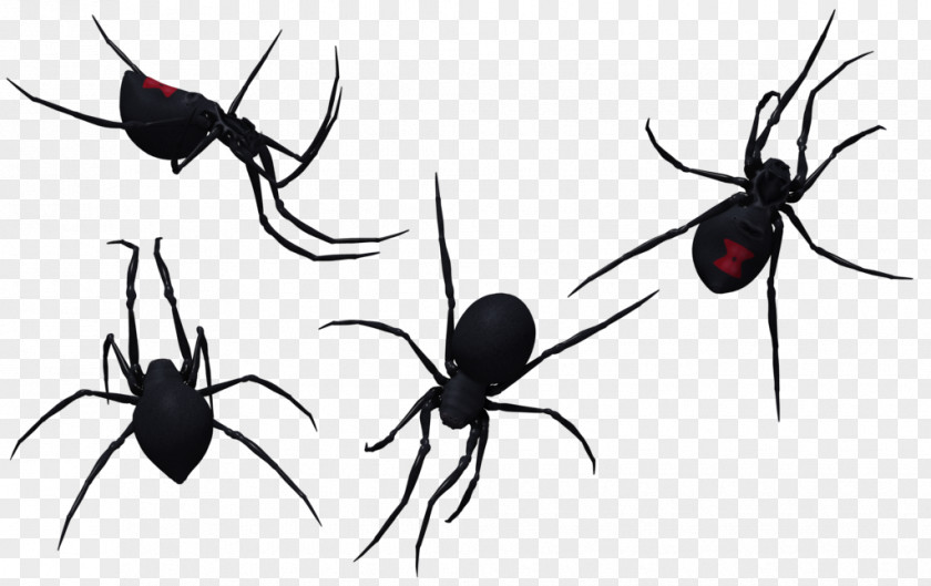 Black Widow Spiders Photography Clip Art PNG