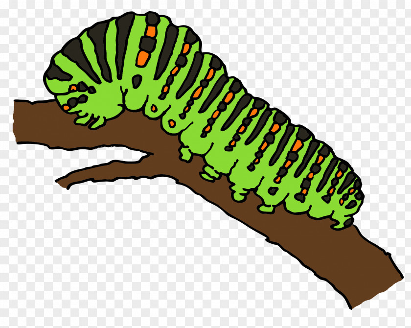 Caterpillar Worm Marshmallow Kisses Drawing Clip Art PNG