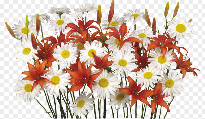 Chamomile Bouquet Easter Holiday Resurrection Of Jesus Paschal Greeting New Year PNG