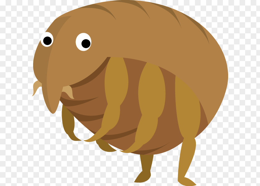 Flea Acari Insect Cat PNG