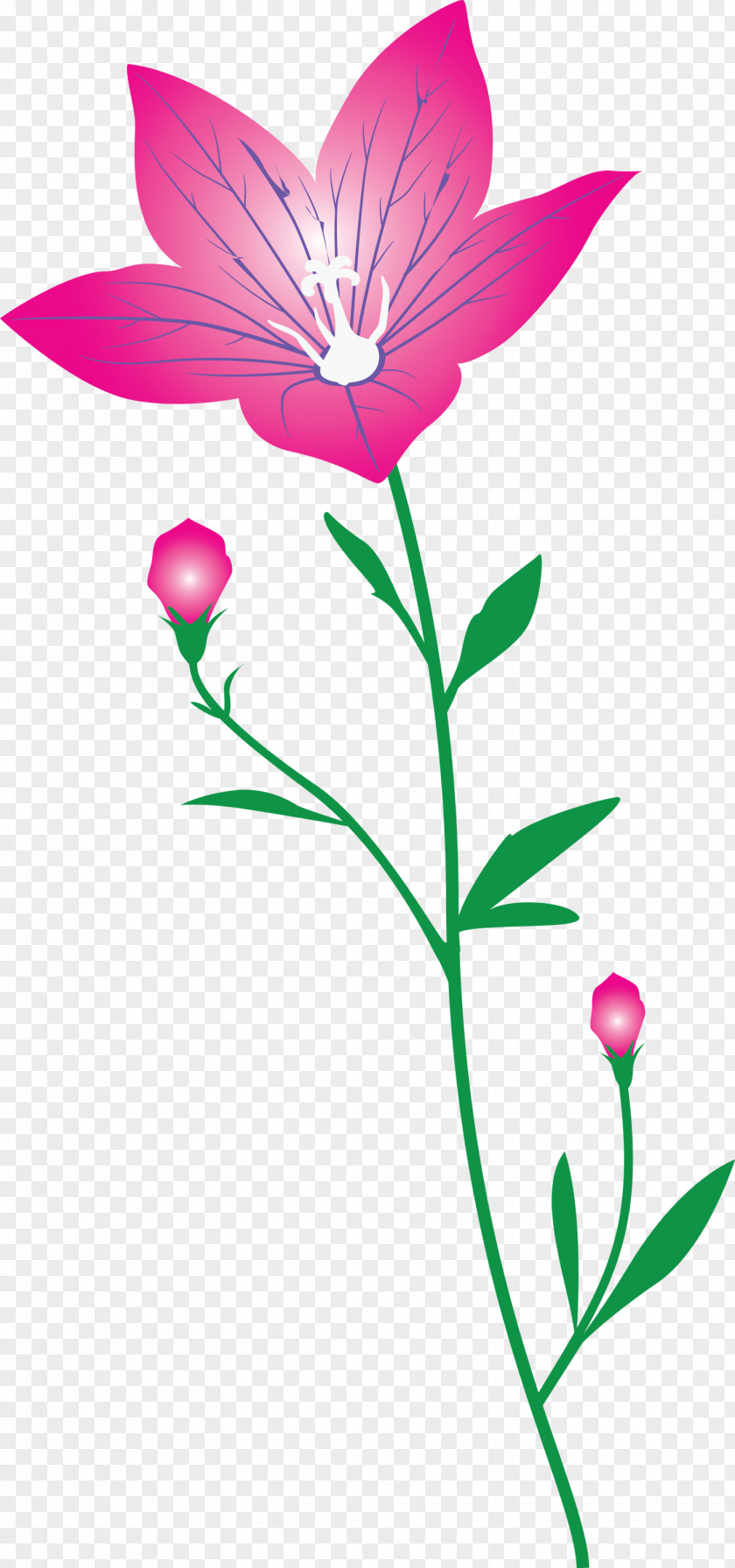 Balloon Flower PNG