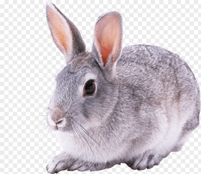 Bunny Flemish Giant Rabbit Hare Domestic Cottontail PNG