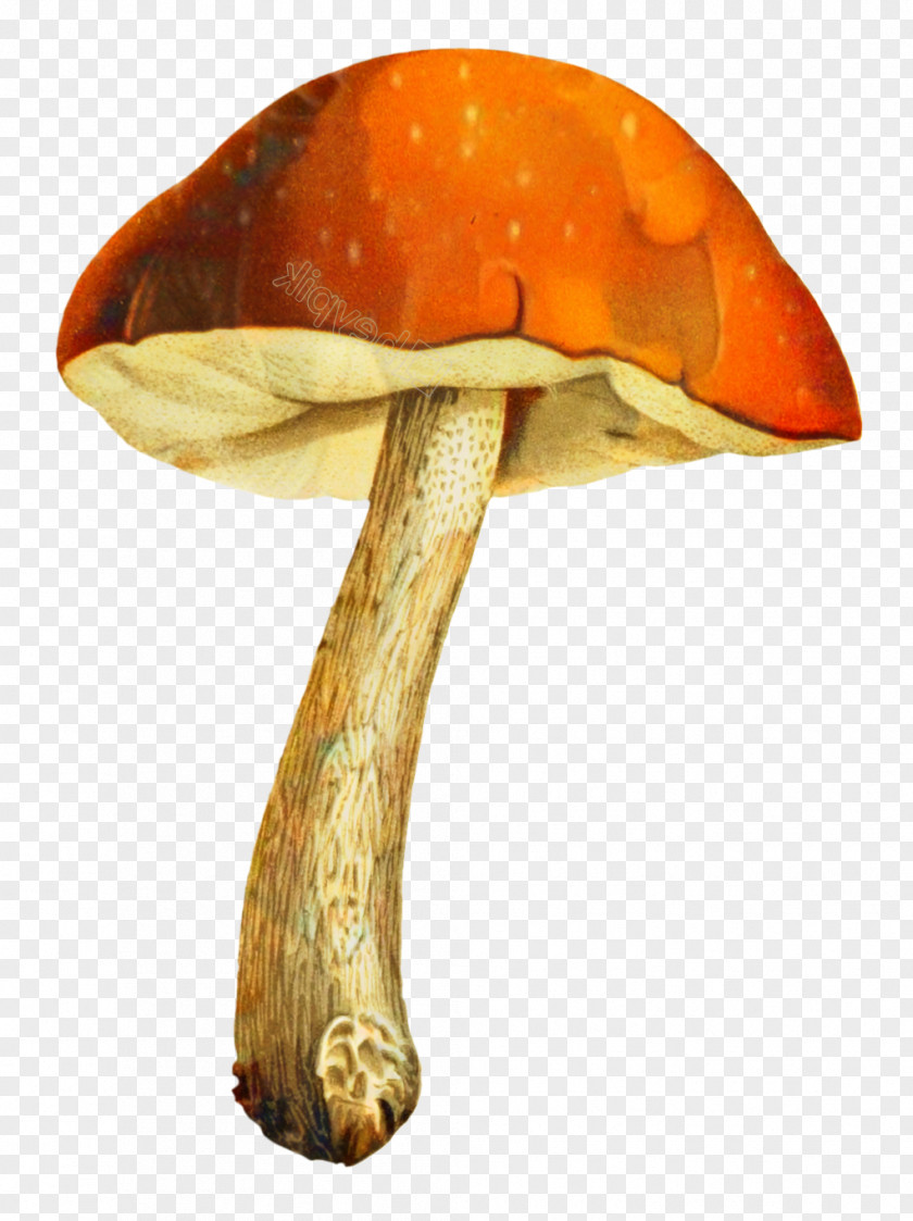 Edible Mushroom Medicinal Fungi Medicine Orange S.A. PNG