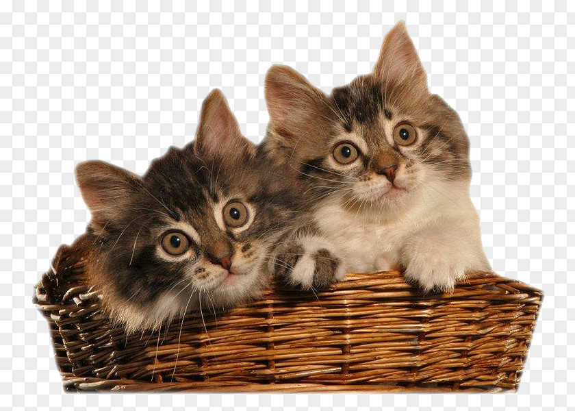 Kitten Whiskers European Shorthair Domestic Short-haired Cat Clip Art PNG