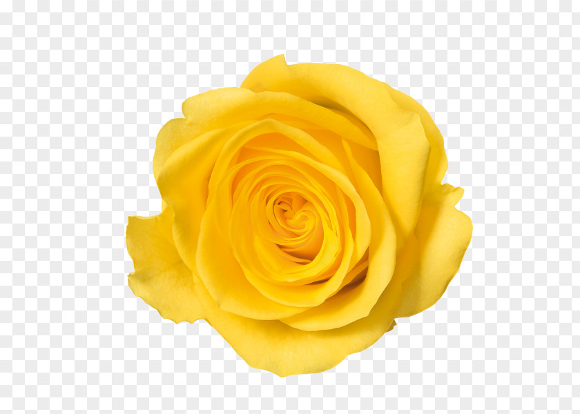 Yellow Rose Image Color PNG