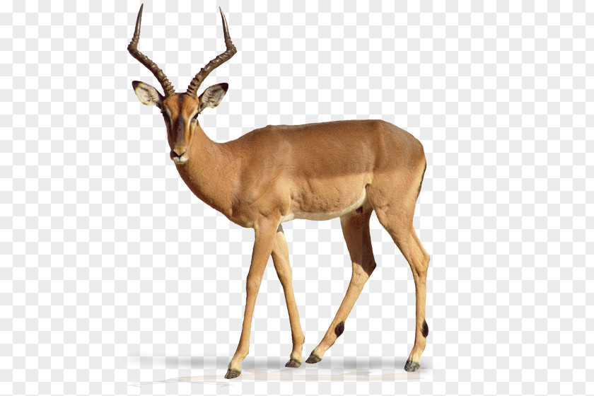 Antelope Impala Gazelle Elk Deer PNG