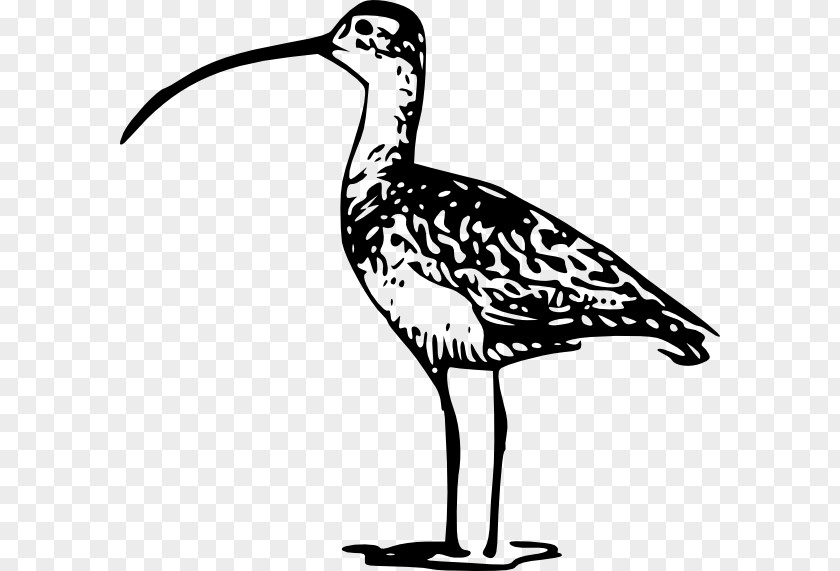 Bird Long-billed Curlew Beak Eurasian Clip Art PNG