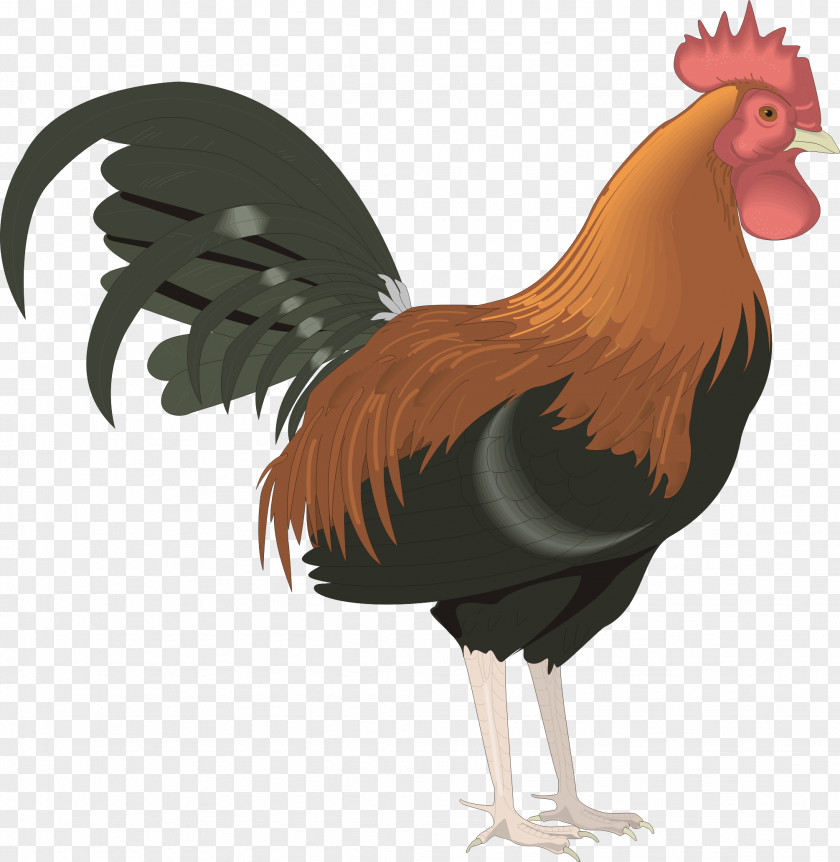 Chicken Leghorn Foghorn Rooster Clip Art PNG