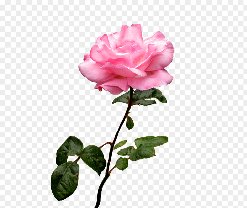 Pink Rose Flower Desktop Wallpaper Clip Art PNG