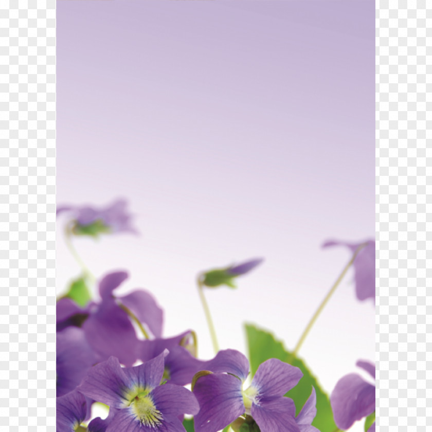 Purple Flower Sweet Violet Lilac PNG