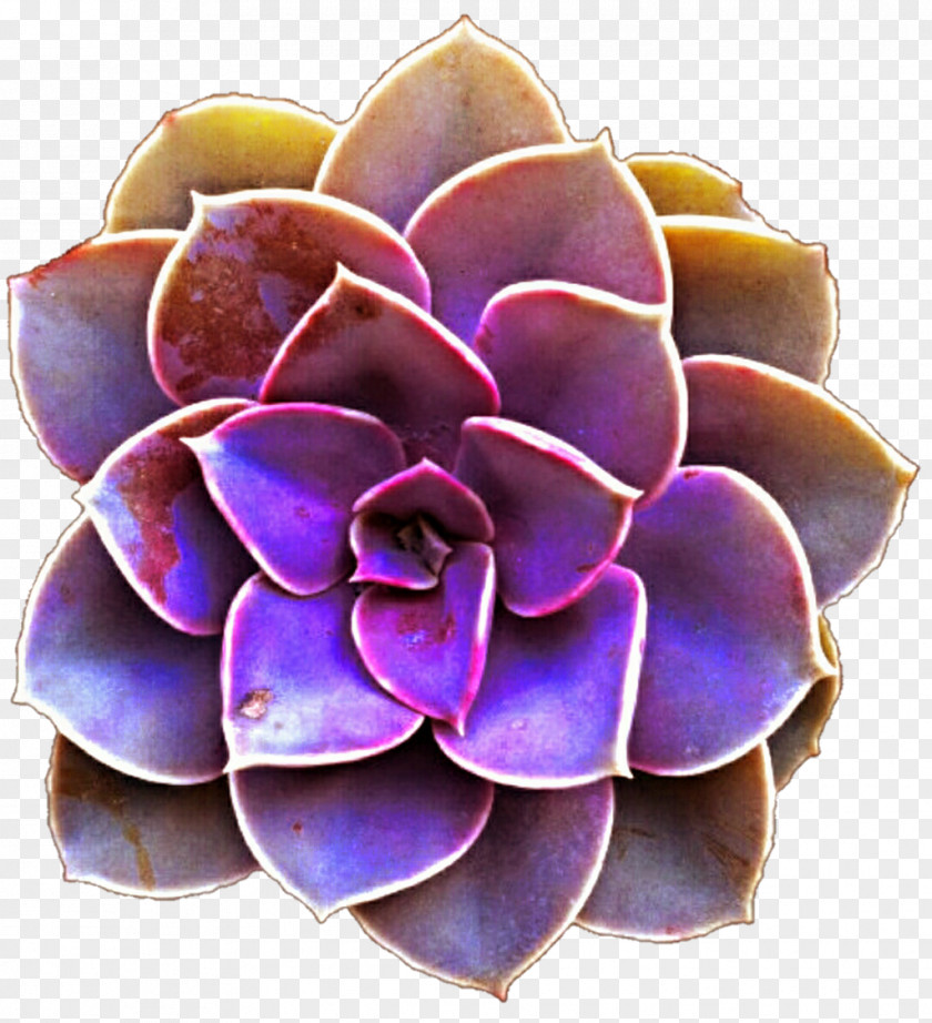 Succulent Plant Purple Color Clip Art PNG