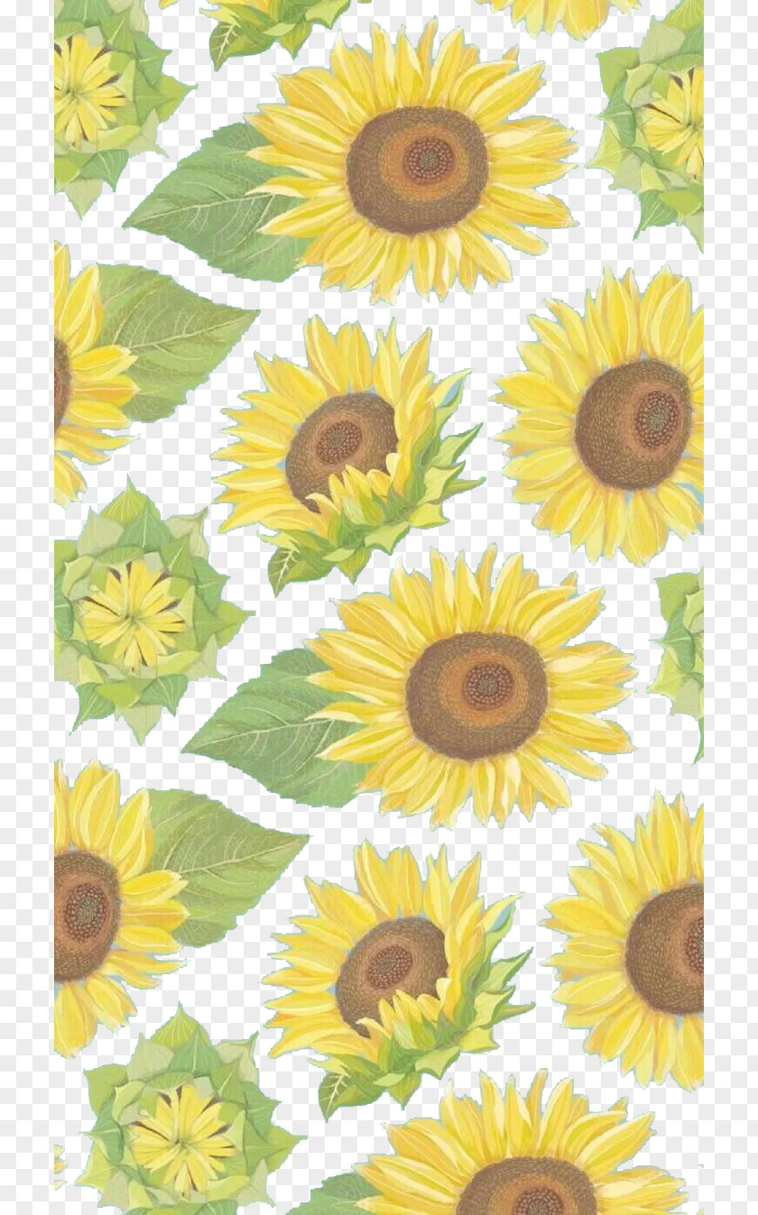 Sunflower Wallpaper Common Yellow PNG