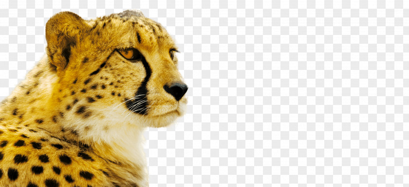 1st Class Travel Cheetah Cat Royalty-free Stock Photography Stock.xchng PNG