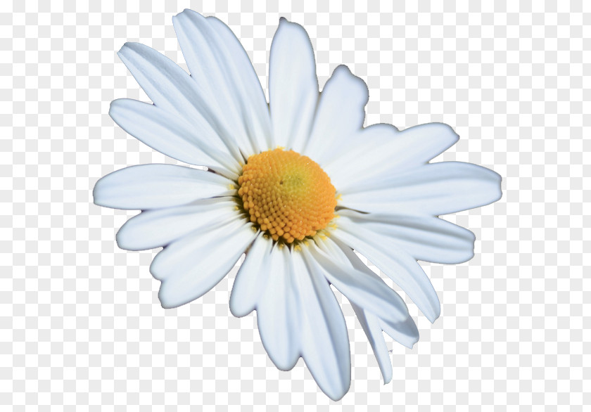 Chrysanthemum Oxeye Daisy Petal White PNG