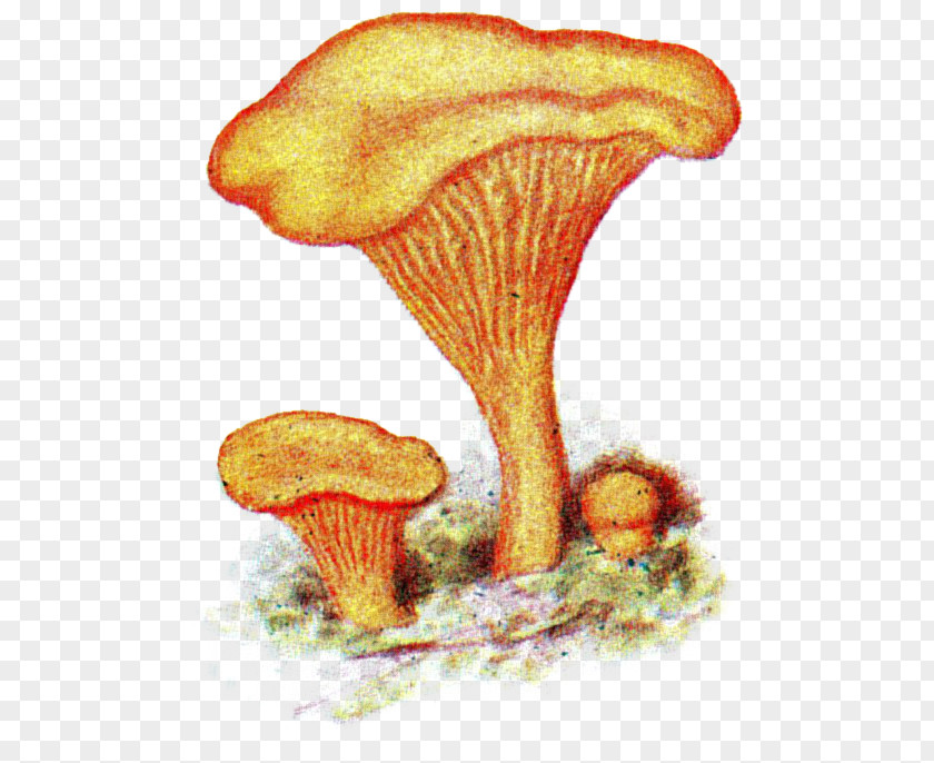 Mushroom Chanterelle Fungus Har Du Sett Herr Kantarell Pileus PNG