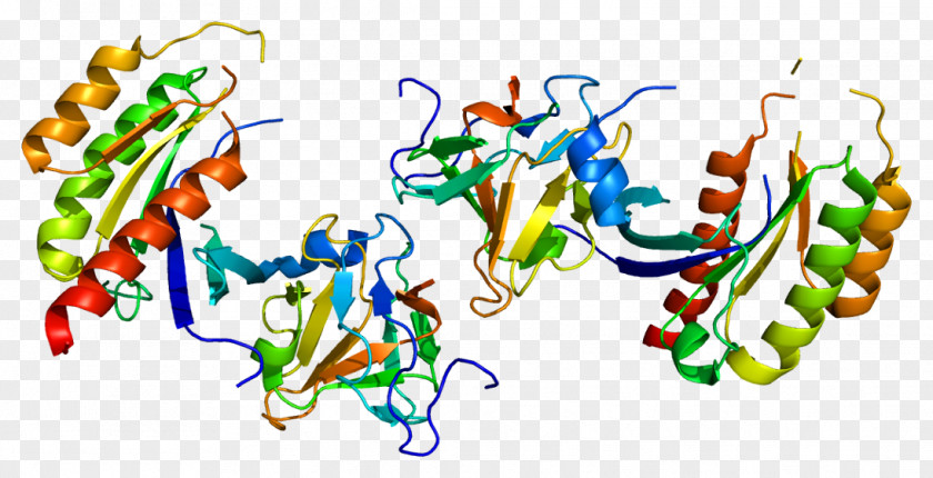 RAB8A Protein Ras Superfamily Gene PNG
