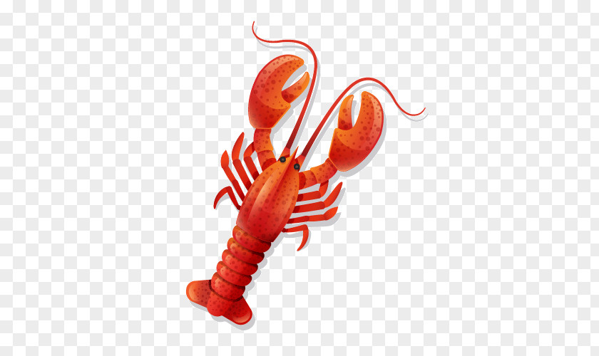 Red Lobster Caridea Palinurus Elephas Shrimp Astacoidea PNG