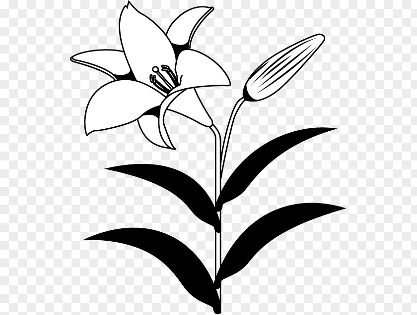 Summer Flower Lilium Black And White Monochrome Photography Clip Art PNG