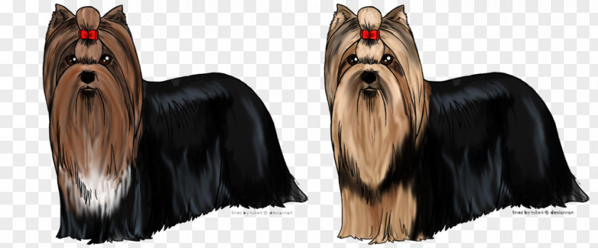 Yorkshire Terriers Terrier Australian Silky Companion Dog Breed PNG