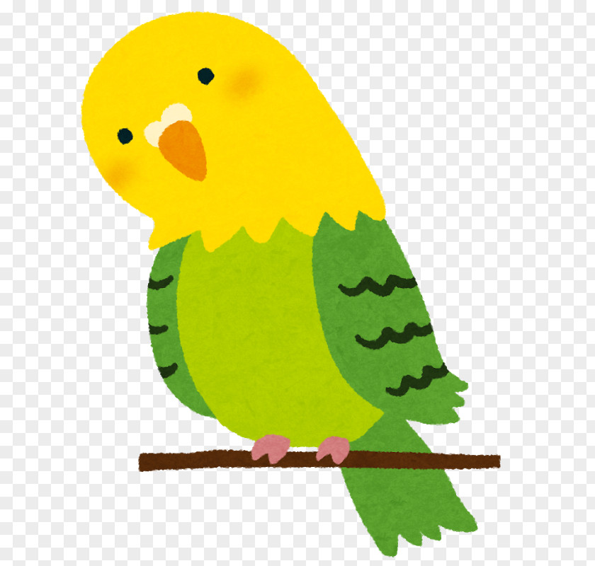 Bird Budgerigar Parrots Cockatiel Cat PNG
