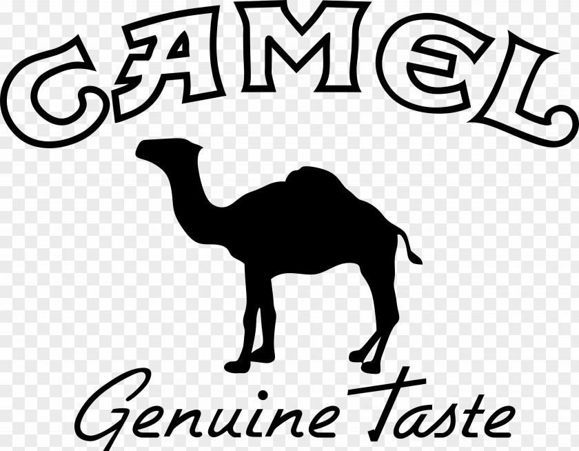 Camels PNG