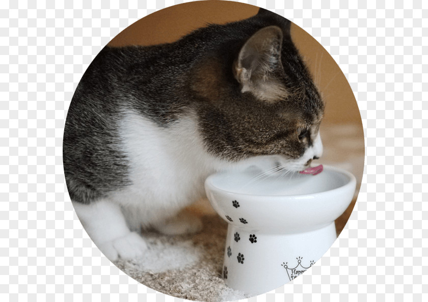 Cat Food Dog Bowl Kitten PNG