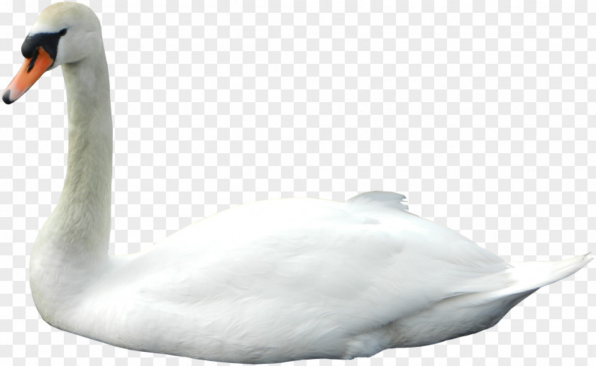 Goose Cygnini Bird Duck PNG