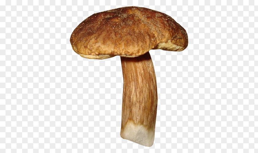 Mushroom Shiitake Fungus Edible Clip Art PNG