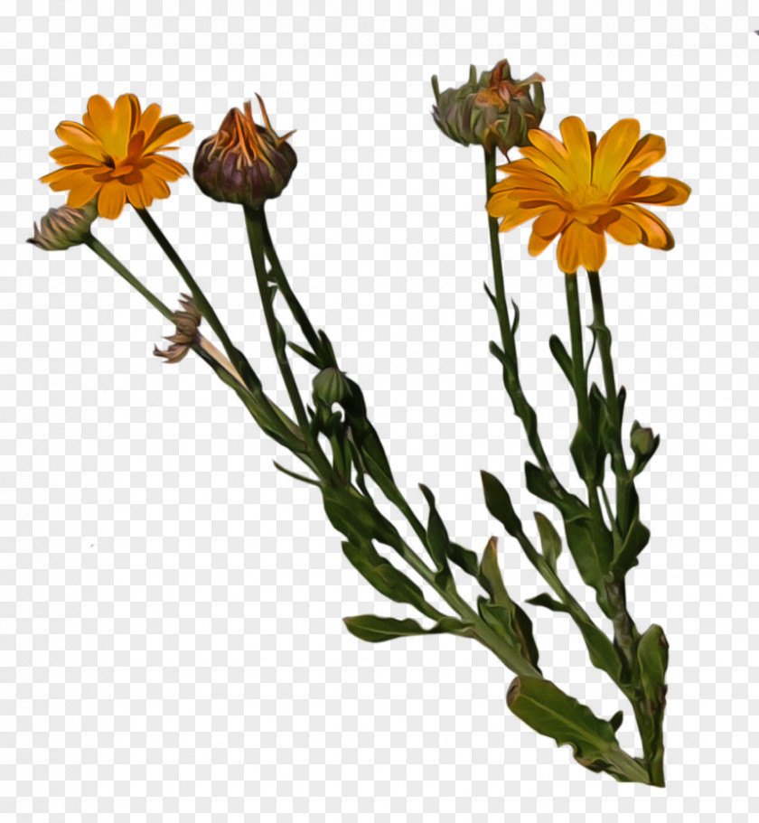 Orange Flower Cut Flowers Pot Marigold Plant Stem PNG