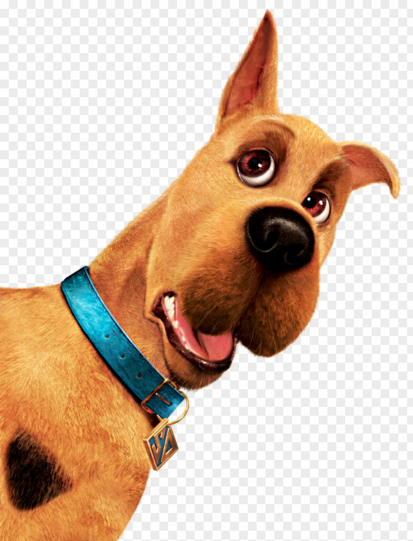 Scoobert "Scooby" Doo Great Dane YouTube Scooby-Doo! Night Of 100 Frights Velma Dinkley PNG of Dinkley, youtube clipart PNG