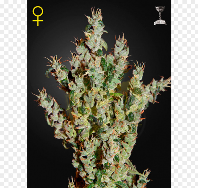 Skunk Haze Marijuana Seed Cannabis Sativa PNG