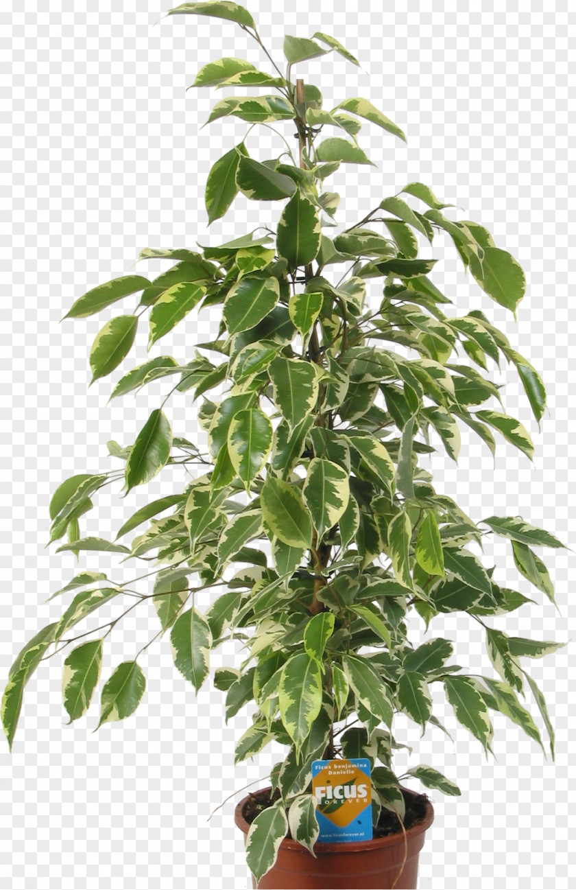 Tree Seed Autoflowering Cannabis Plant White Widow PNG