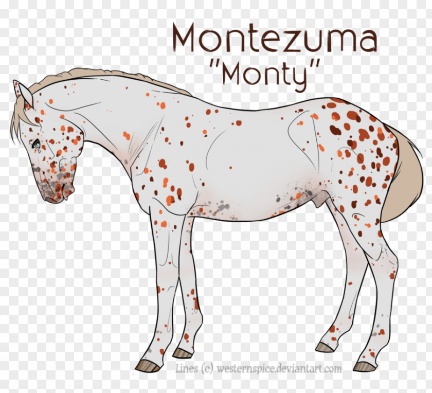 Mustang Mule Foal Mare Stallion PNG