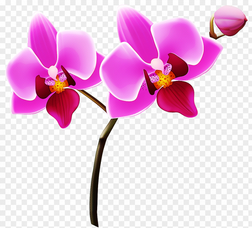 Phalaenopsis Equestris Flower Orchids Logo Cut Flowers PNG