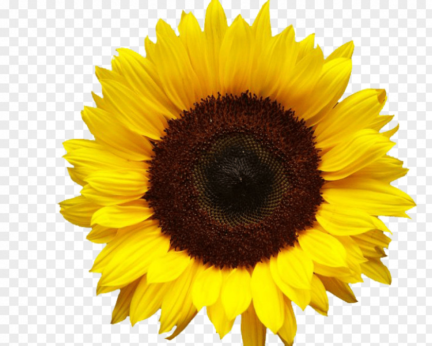 Sunflower Clip Art Common Image Transparency PNG