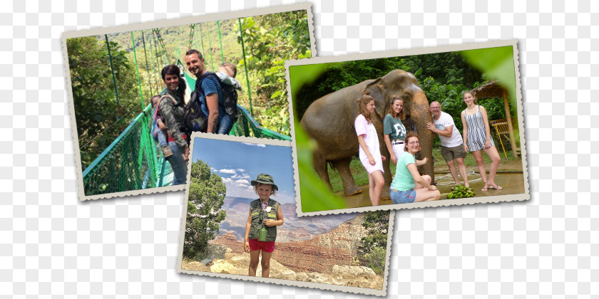 Thailand Tour Picture Frames Tree Vacation Collage Tourism PNG
