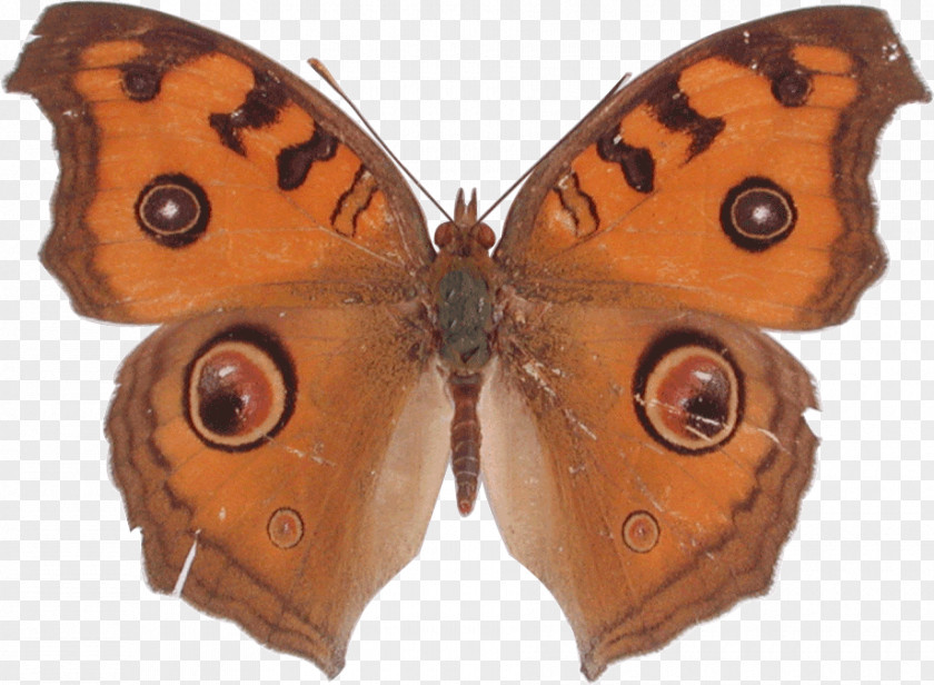 Butterfly Monarch Brush-footed Butterflies Lemon Pansy Peacock PNG