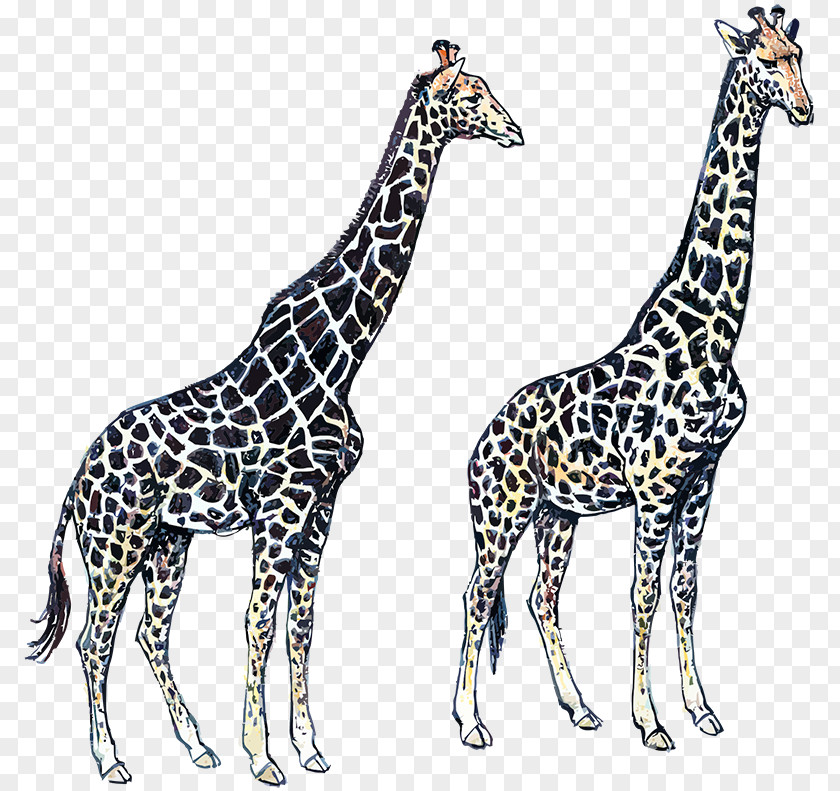 Giraffe Neck Wildlife Terrestrial Animal PNG