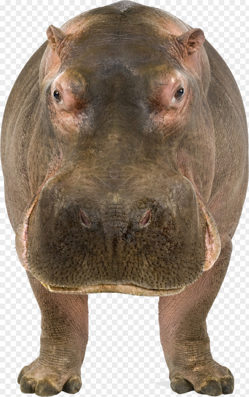 Hippo Maasai Mara Hippopotamus Stock Photography Illustration PNG