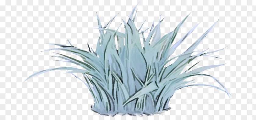 Perennial Plant Yucca White Grass Family Flower PNG