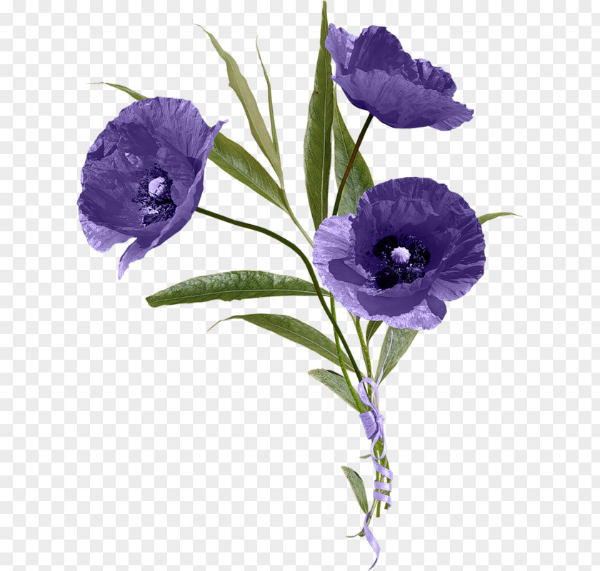 Flower Digital Image PNG