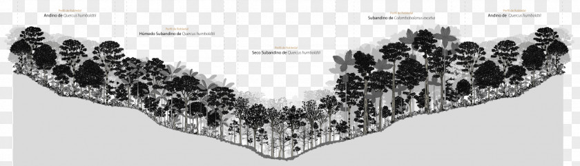 Forest Management Biodiversity Tree Oak PNG