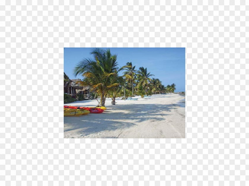 Beach Caribbean Shore Arecaceae Land Lot PNG