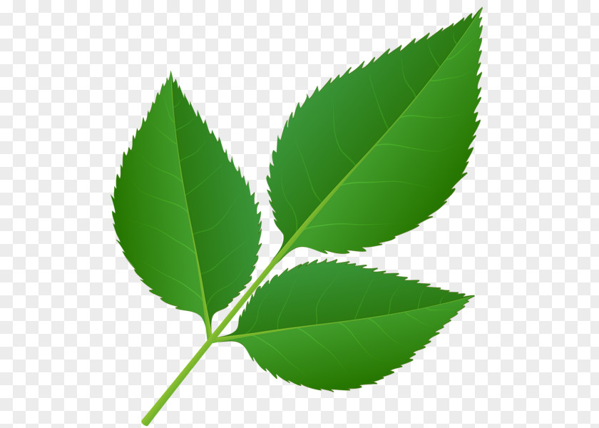 Decorated Mango Leafs Leaf Plant Stem Clip Art PNG