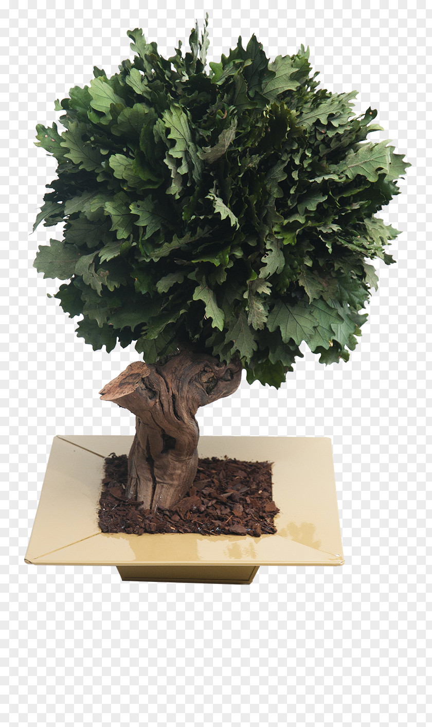 Quercus Chinese Sweet Plum Flowerpot Sageretia PNG