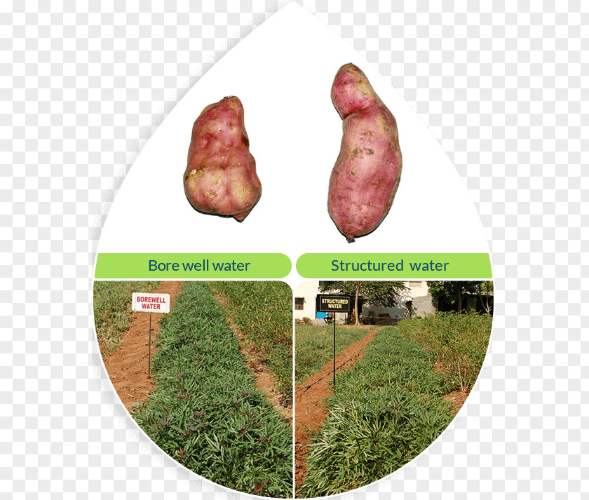 Sweet Potato Hexagonal Water Crystal Blue India Pvt Ltd Search Engine Optimization Food PNG