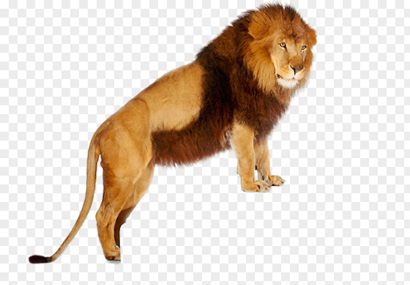 Lion Face Lionhead Tiger Felidae Cat PNG